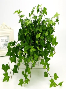 探秘鄞州绿化修剪方案,为城市添一抹绿色魅力!