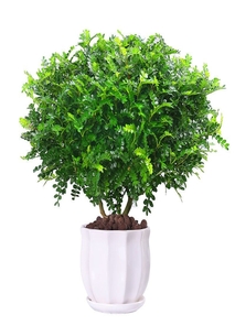 想知道宁波花木出租价格?这里有你要的答案